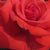 Rózsaszín - Angol rózsa - Lochnivar